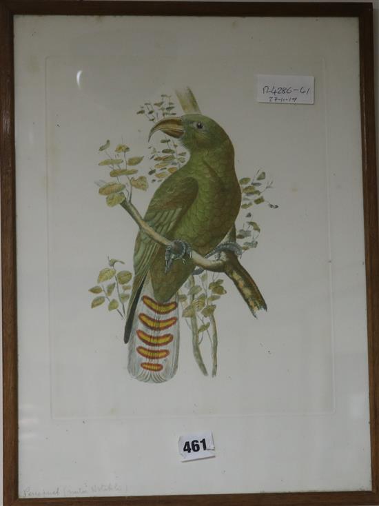 A coloured engraving of a parrot (Perroquet), 16.5 x 12in.